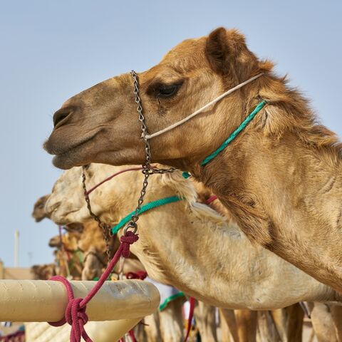 Race camels resting before a race in Qatar.