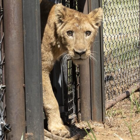 Eleven lions have been moved from the Sudan conflict zone to a sanctuary in South Africa.