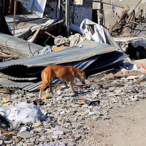 EDITORS NOTE: Graphic content / A dog wonders past debris following an Israeli airstrike in Rafah, in the southern of Gaza Strip, on October 16, 2023. The death toll from Israeli strikes on the Gaza Strip has risen to around 2,750 since Hamas's deadly attack on southern Israel last week, the Gaza health ministry said October 16. Some 9,700 people have also been injured as Israel continued its withering air campaign on targets in the Palestinian coastal enclave, the Hamas-controlled ministry added. (Photo by