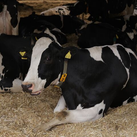 Dairy cows recline in a barn at the Havelland Ribbeck farm on March 22, 2024 near Nauen, Germany.