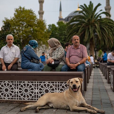 A stray dog sits in front of the Blue Mosque in Istanbul, Aug. 23, 2022. 