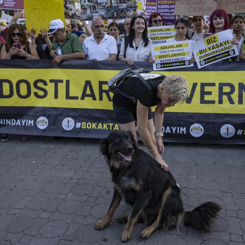 An animal activist pats a stray during a rally to protest against a bill drafted by the government that aims to remove stray dogs off the country's streets, in Istanbul on July 23, 2024. 