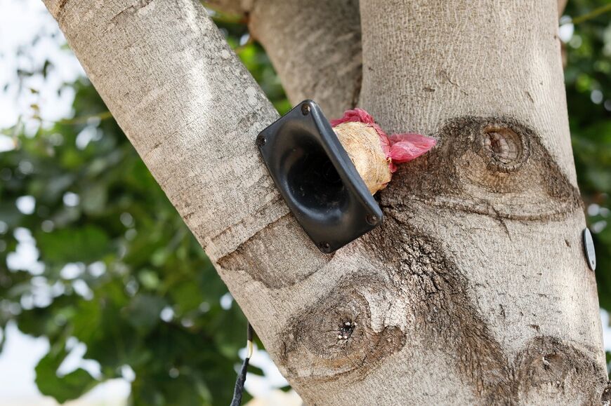 Poachers have used speakers to play bird sounds to attract and trap migrating Eurasian blackcap birds 