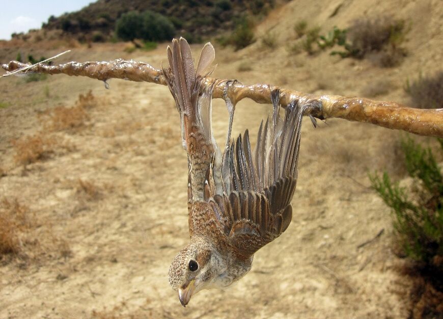 A Red-backed Shrike (Lanius collurio) caught on a lime stick bird trap, shown in a picture released by BirdLife Cyprus on September 27, 2013