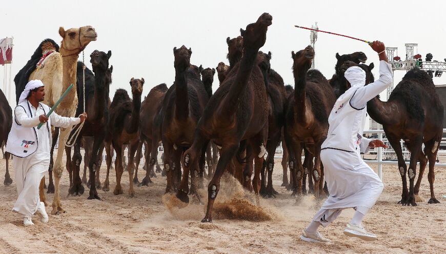 The camel festival drew competitors from across the Gulf region
