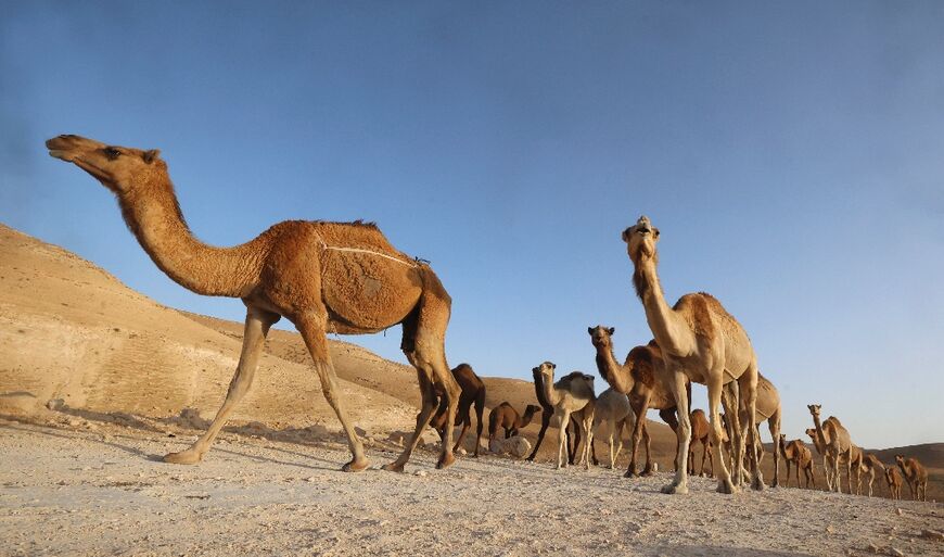 Camels are pictured near Jinba