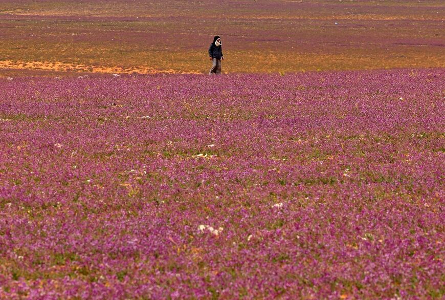 The carpet of lavender stretches across the desert as far as the eye can see but Saudis say it lasts only two to three weeks before the flowers wilt