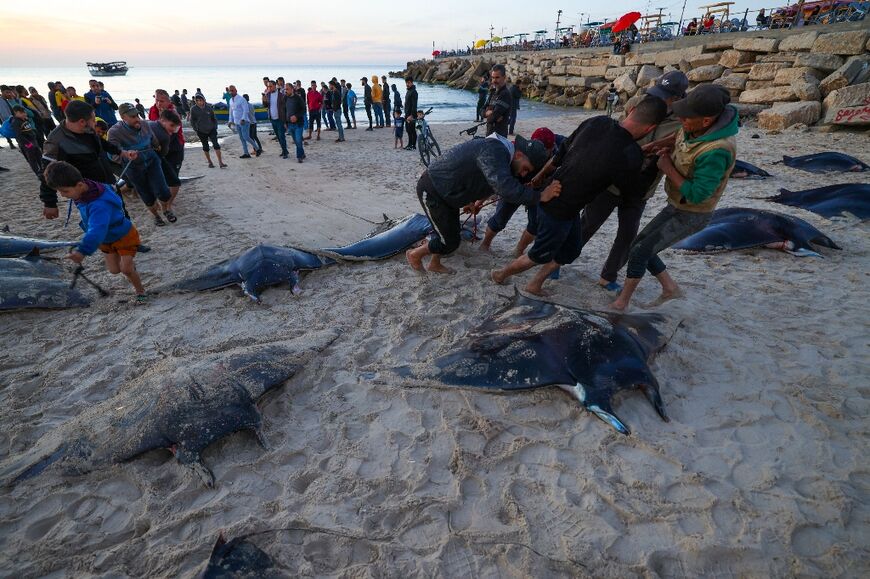 Manta rays flock to the Mediterranean waters off the coast of Gaza every year in March and April