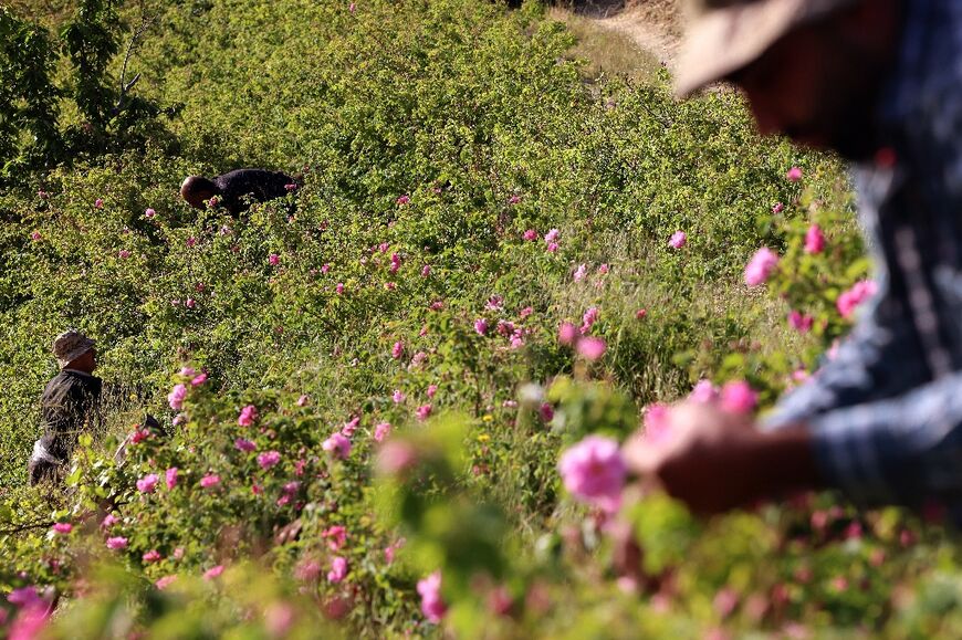 A crushing economic crisis in Lebanon since 2019 has also impacted the rose harvest in the Bekaa Valley