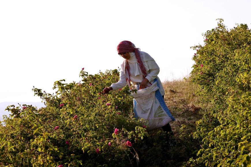 The brief rose season is a busy time in Qsarnaba, where one resident says half of Lebanon's rose water is produced