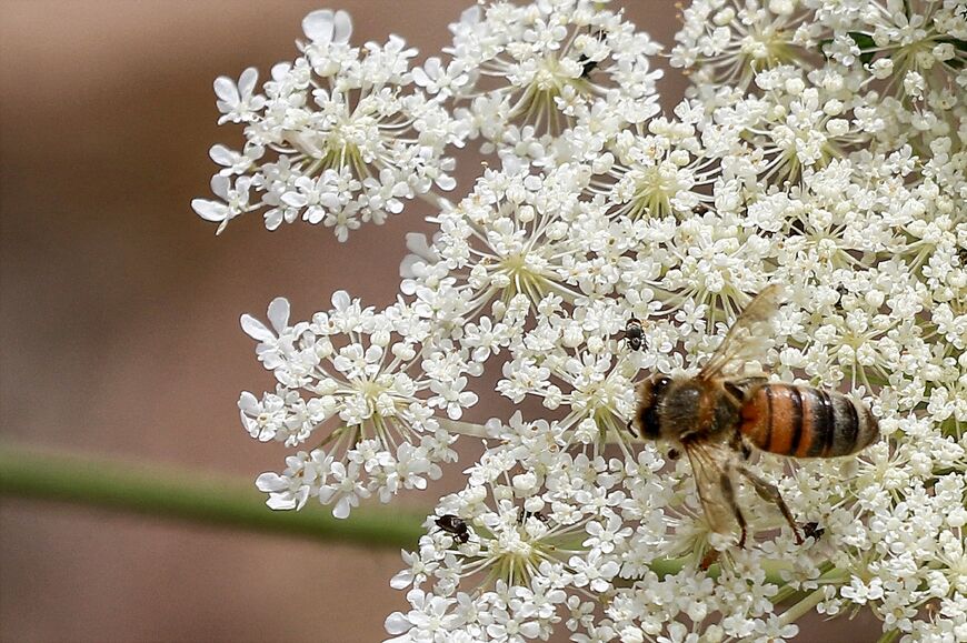 Jordan prides itself on its 19 different types of honey, including citrus, eucalyptus and maple varieties