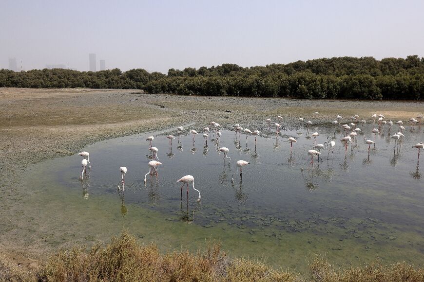 Flamingos gather in a pond at Dubai's Ras Al Khor Wildlife Sanctuary, where water levels have fallen