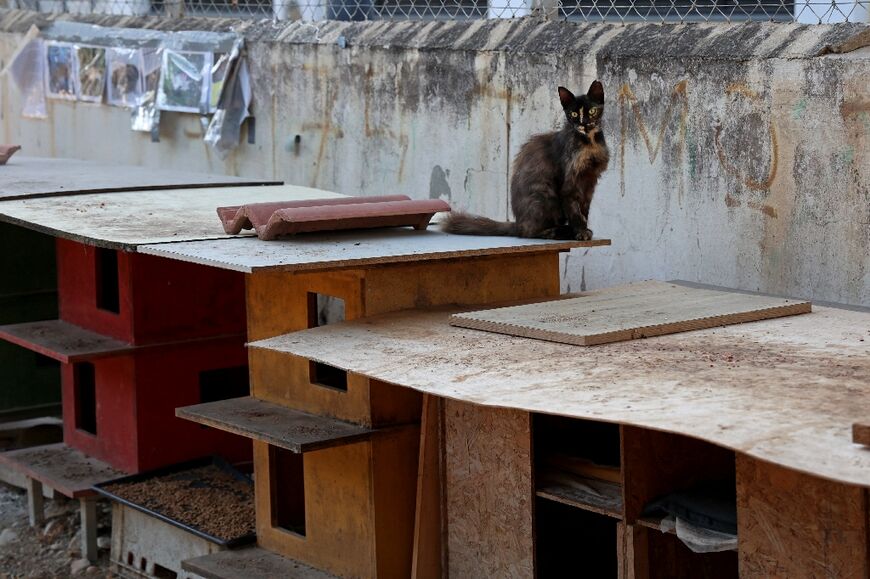 Cats on both sides of the United Nations-patrolled buffer zone that has divided Cyprus for decades are dying from the illness