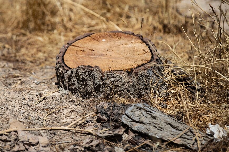 Just a stump where a tree once stood at the Tabqa Reserve
