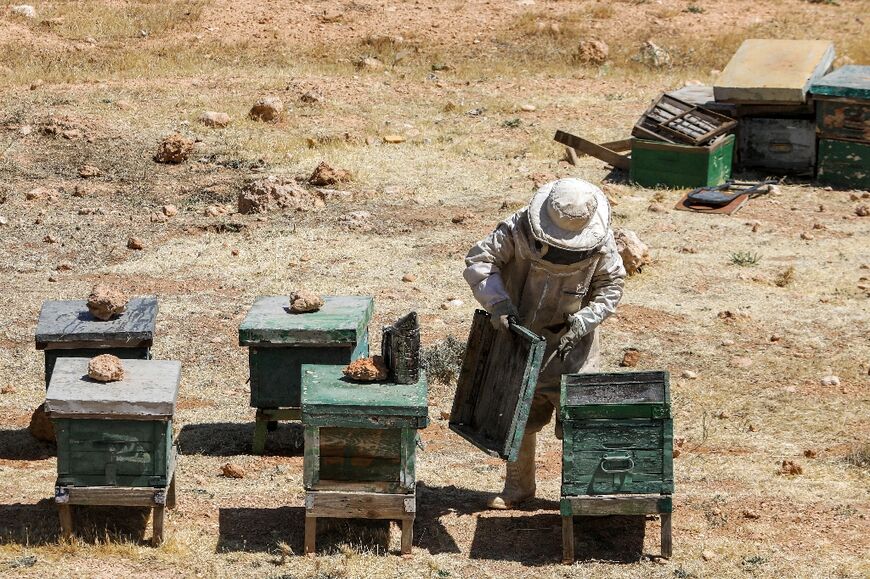 A 2019 United Nations report found that fighting had practically wiped out hives
