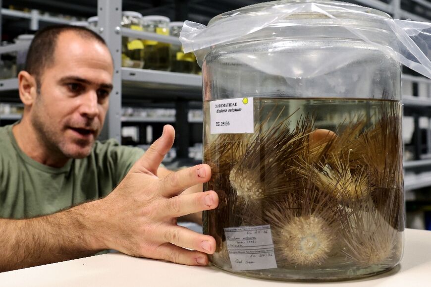 Omri Bronstein, from the University of Tel Aviv, examines Echinothrix calamaris sea urchins at Tel Aviv's Steinhardt Museum of Natural History