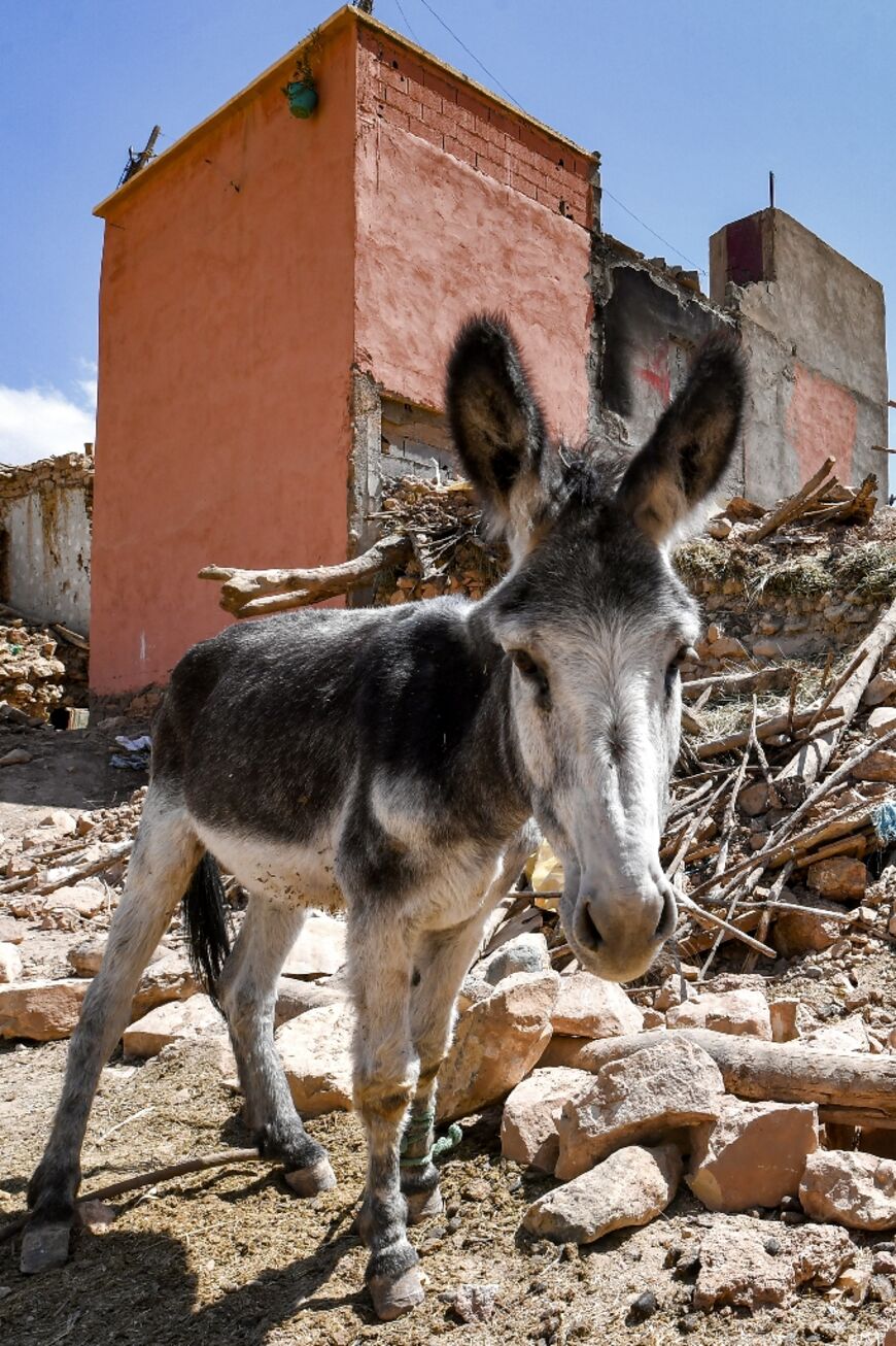 A donkey stands amid the rubble of the village of Ineghede in al-Haouz province in the High Atlas mountains