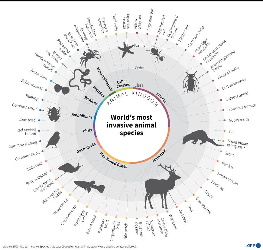 Most invasive animal species
