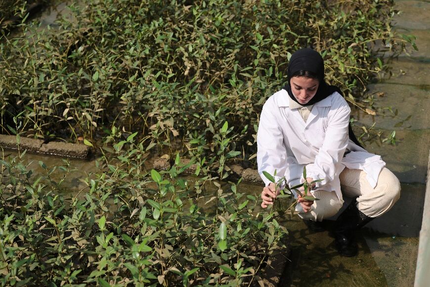 Student Israa al-Maskari inspects mangrove plants at the Qurm nature reserve