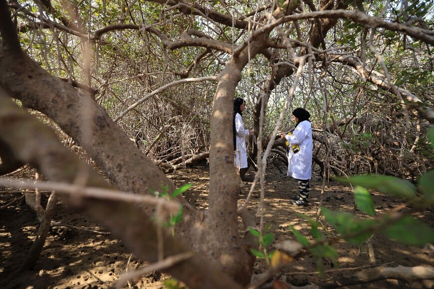 Environmental scientist Zakia al-Afifi (R) shows student Israa al-Maskari, how to measure the biomass of a mangrove tree