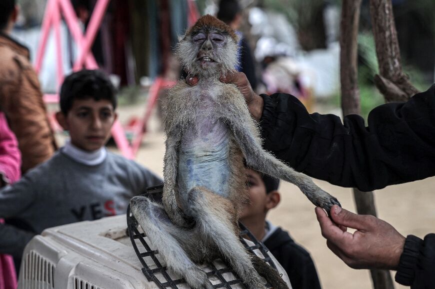 The Rafah zoo owner says food is unavailable and some animals have died