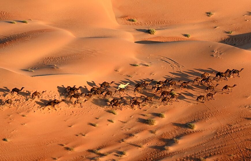 A herd of camels shares the dunes with the Dakar Rally 