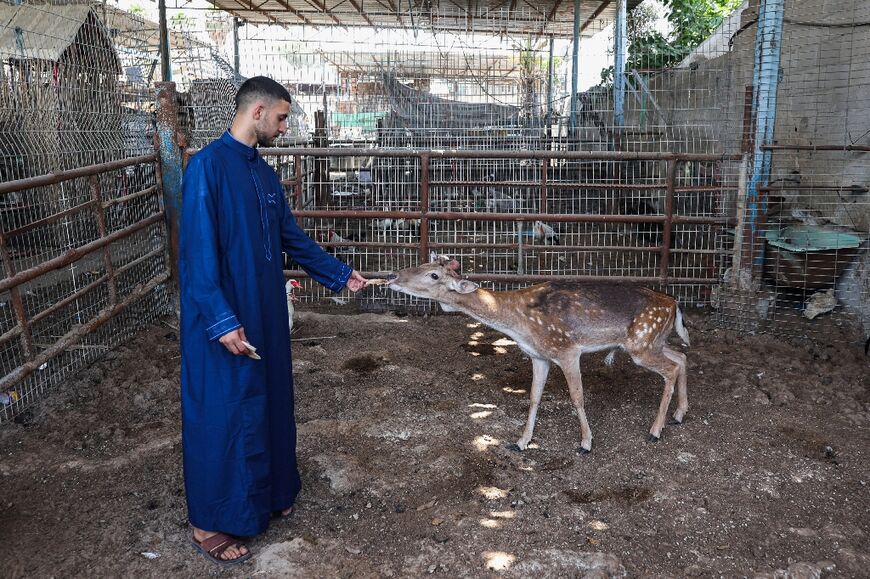 The family have improvised cages for their animals, like these spotted deer which can leap over ordinary fences