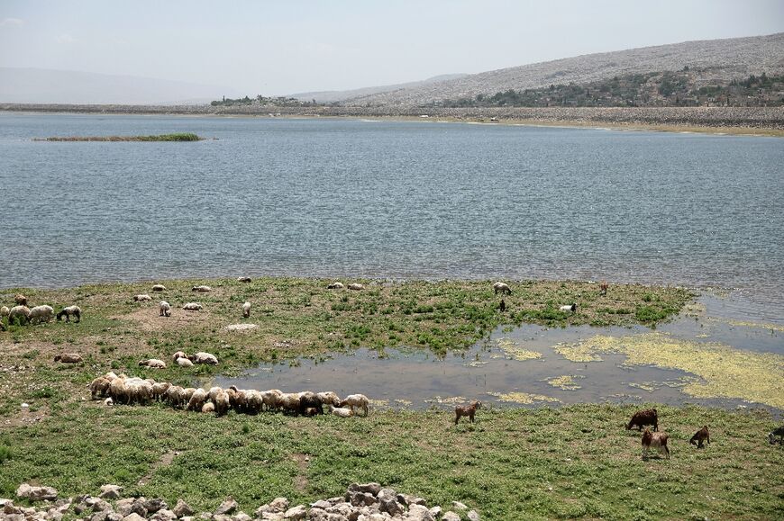Sheep graze on the banks of the recently filled Balaa dam
