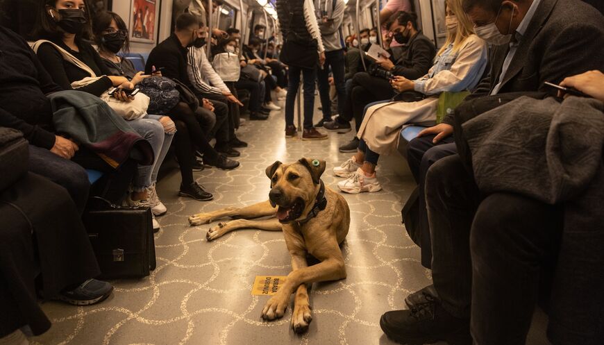 Caption: Boji, an Istanbul street dog rides a subway train on October 21, 2021 in Istanbul, Turkey. Credit: Chris McGrath/Getty Images