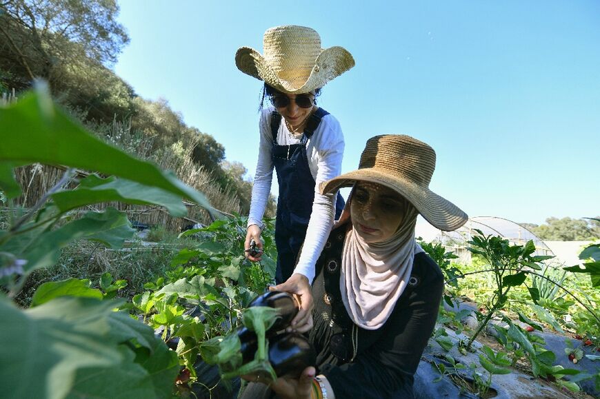 Amira Messous and Ibtissem Mahtout check the crop of aubergines