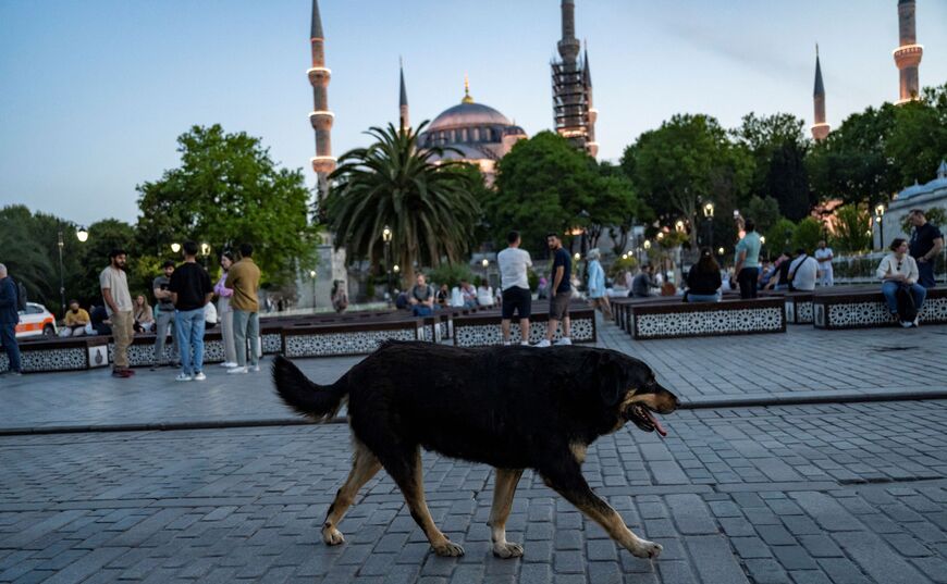 A stray dog walks in front of the Blue Mosque, in Istanbul on May 30, 2024. Fed up with attacks by stray hounds, campaigners for "streets without dogs" have convinced the government to draft a law to curb the growing number of strays on the streets. But the law has provoked an outcry from animal rights activists because of the proposed measures. (Photo by Yasin AKGUL / AFP) (Photo by YASIN AKGUL/AFP via Getty Images)