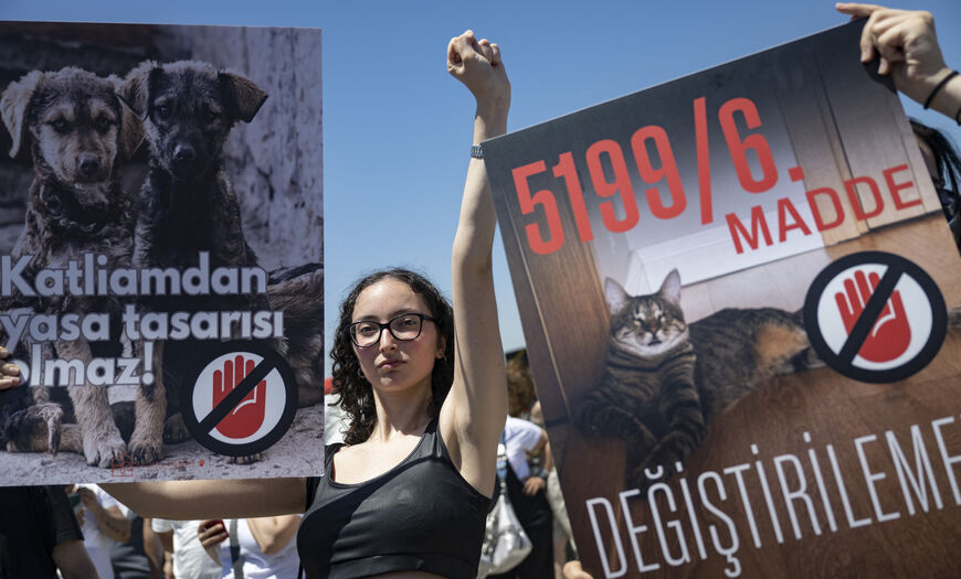 Animal right activists attend a protest against the ruling party AKP's bill aimed at removing stray dogs from the streets, on June 2, 2024 in Istanbul. (Photo by Yasin AKGUL / AFP) (Photo by YASIN AKGUL/AFP via Getty Images)