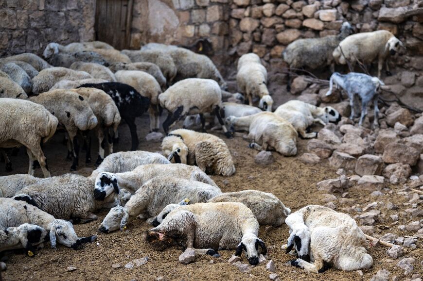 More than 1,000 sheep and goats died in the fire in southeastern Turkey