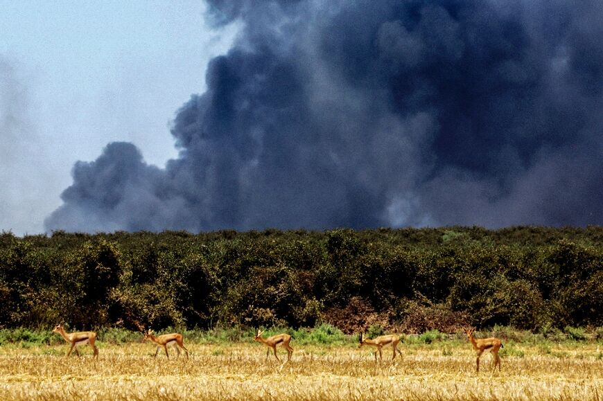 Gazelles grazing near the Israel-Gaza border as smoke billows over the Palestinian territory