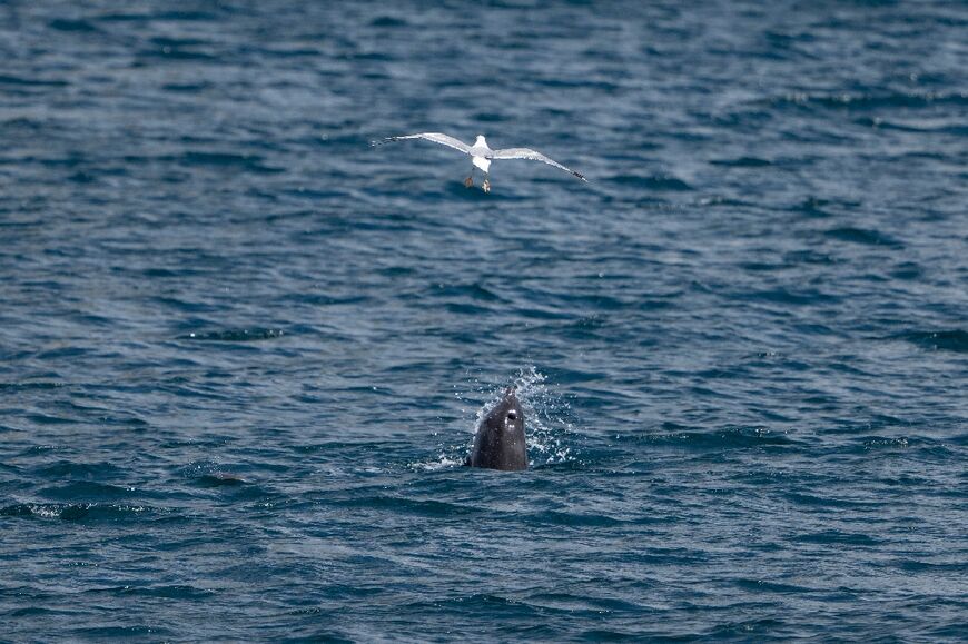 Playtime: A dolphin calf soars towards a seagull in the Bosphorus strait near Istanbul