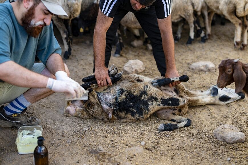 Caring for the animals injured in the blaze has become a burden for some farmers