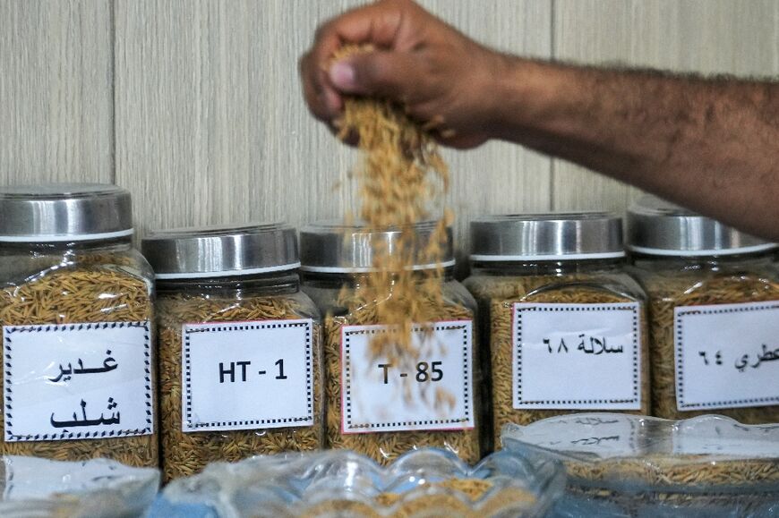 Agriculture ministry experts have been experimenting with five different kinds of seeds