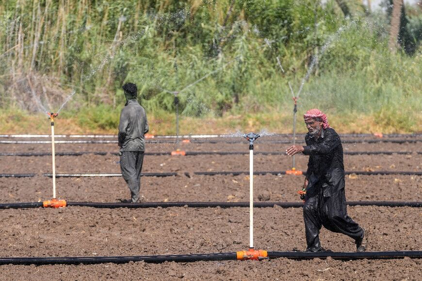 A genotype derived from Iraq's prized amber rice yielded good results when cultivated with small sprinklers