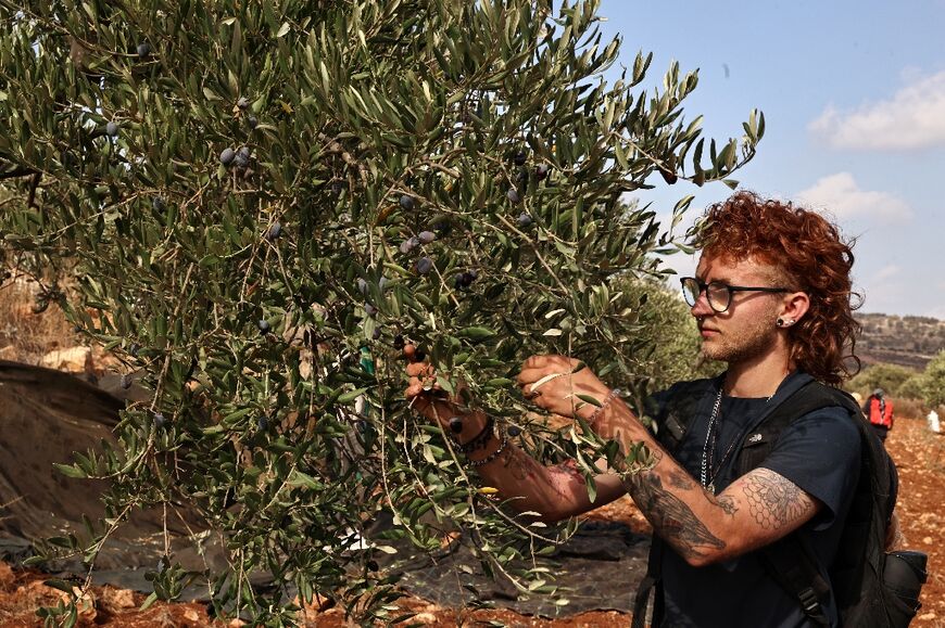 Workers picking the olives by hand stay alert, listening for drones or warplanes that could bomb without warning