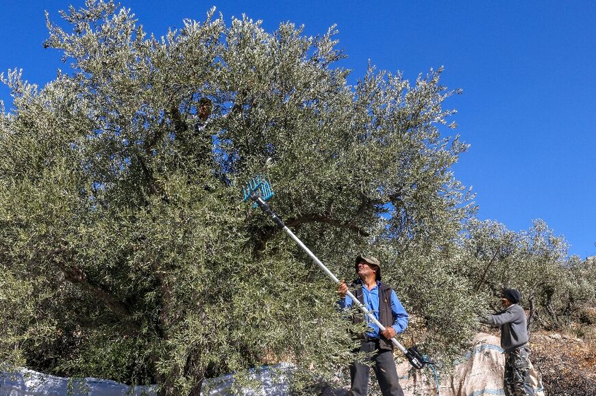 Beating the branches with sticks to make the ripe fruit fall from the tree