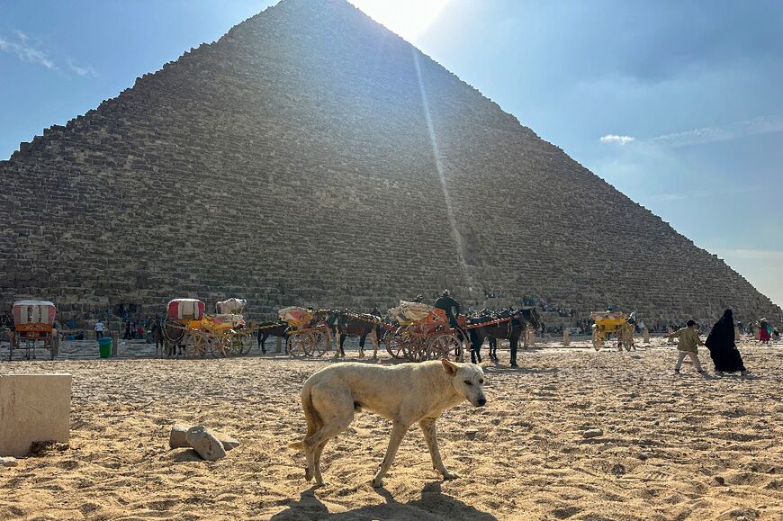 A permanent veterinary centre is planned at the pyramids, with staff set to receive animal care training