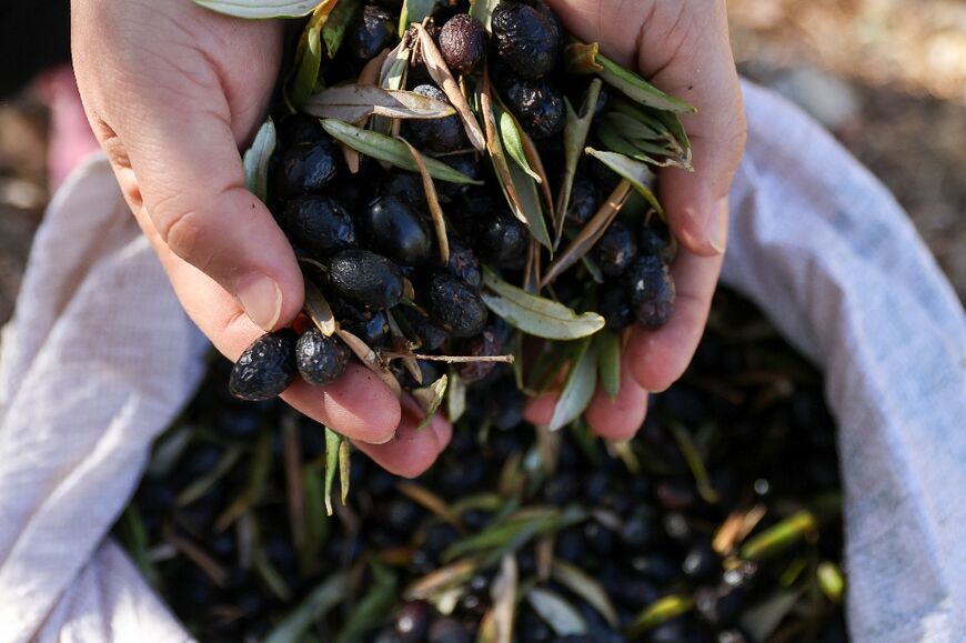 Olives are being harvested in parts of south Lebanon in the shadow of the Israel-Hezbollah war