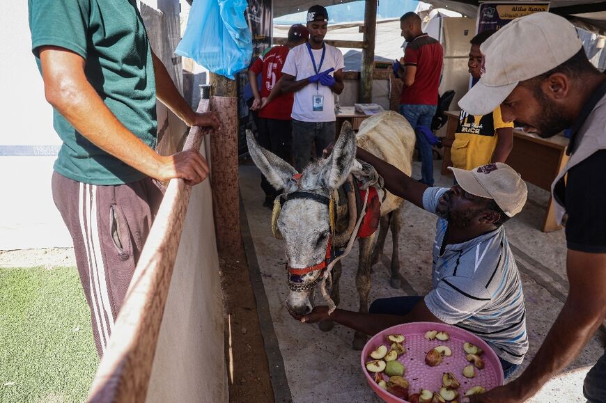 Veterinarians treat a donkey at a newly-opened clinic for animal care at a displacement camp in Deir el-Balah, central Gaza, on September 30, 2024