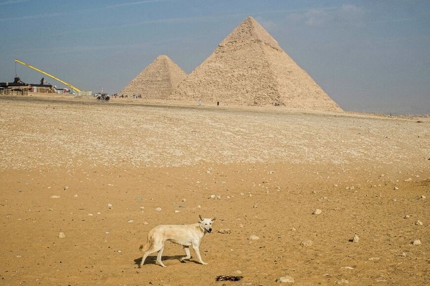 The stray dogs, a local breed, are known for their resilience, intelligence and ability to survive in Egypt's harsh climate