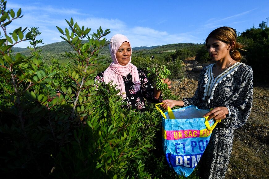 The women rely on the wild herbs for their livelihoods