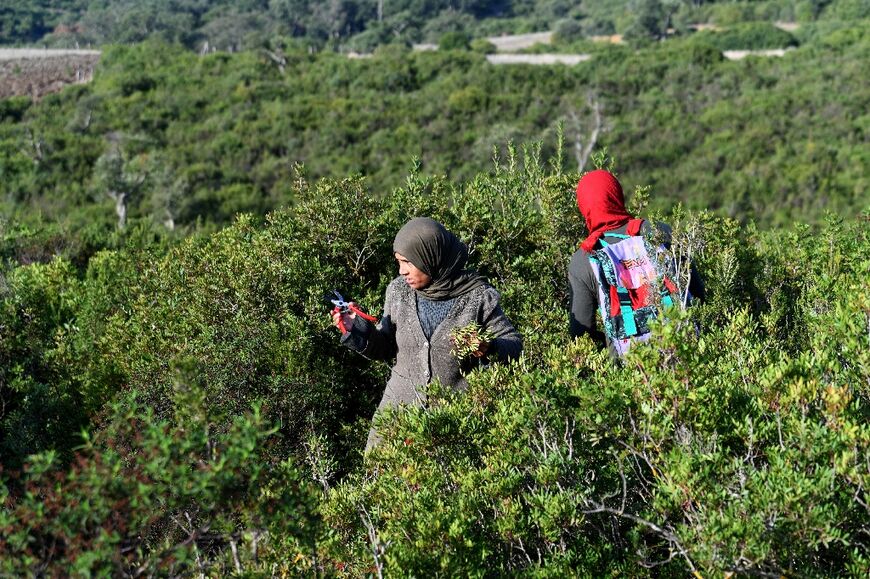 The aromatic and medicinal plants are harvested in the mountains of Tbainia village near the city of Ain Drahem, in northwest Tunisia