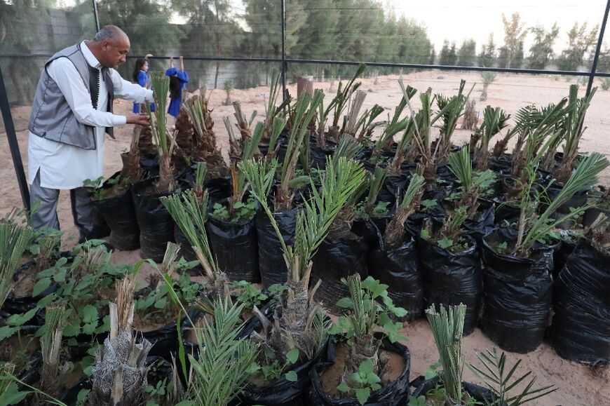 Ismail Ben Saoud's date farm in Misrata, western Libya, stands out in the landscape that is dotted by olive and citrus trees