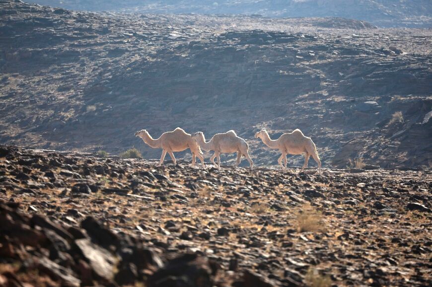 Heritage: Camels walk in the desert during stage four of the Dakar Rally between Al Henakiyak and Alula