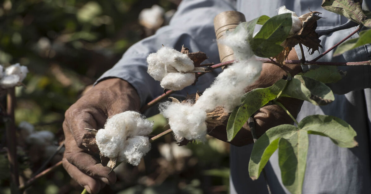 Egypt Cotton Exports Record High Revenues Despite Russia Ukraine War   GettyImages 1052073662 