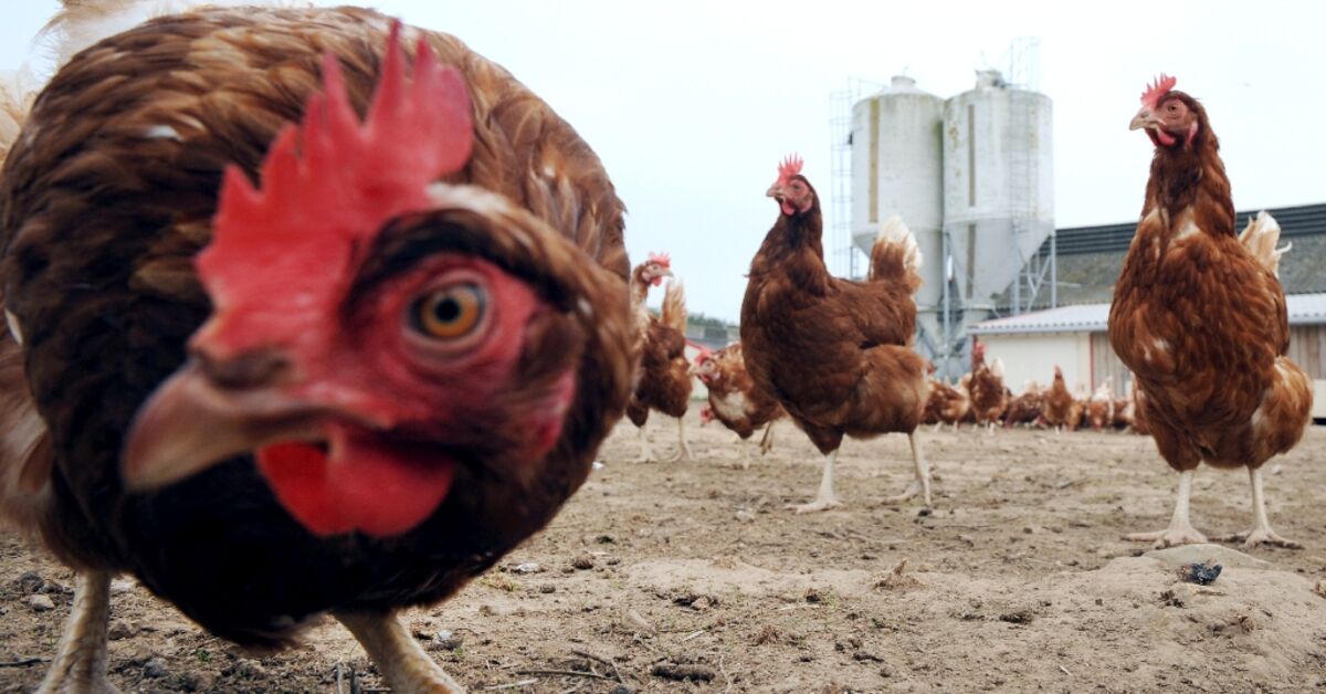 Israeli technology aims to curb male chick culling - Al-Monitor